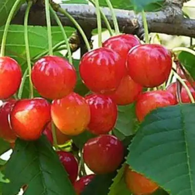 Черешня ДОНЧАНКА в Кобрине