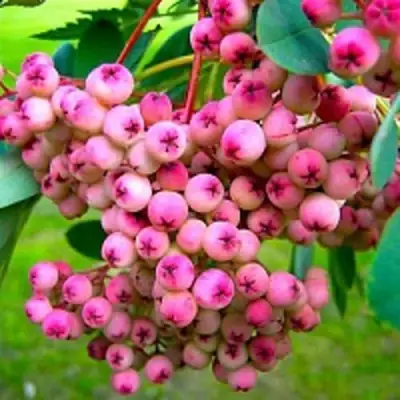 Рябина ПИНК сладкоплодная в Кобрине