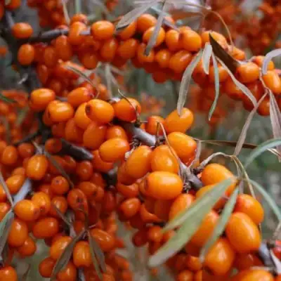 Облепиха ВОРОБЬЕВСКАЯ в Кобрине