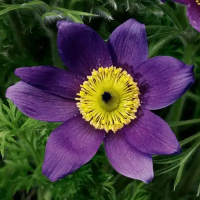 Прострел ПИНВИЛ БЛЮ ШЕЙДЕС в Кобрине