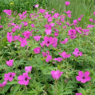 Герань РЕД АДМИРАЛ гибридная в Кобрине