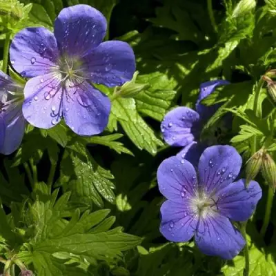 Герань БРУКСАЙД гибридная в Кобрине