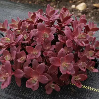 Очиток (седум) САНСПАРКЛЕР ФАЙЕРКРЕКЕР в Кобрине