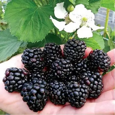 Ежевика РУБЕН ремонтантная  в Кобрине