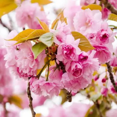 Сакура КАНЗАН в Кобрине