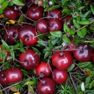 Клюква БЕН ЛИР в Кобрине