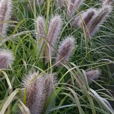 Пеннисетум БЛЭК БЬЮТИ в Кобрине