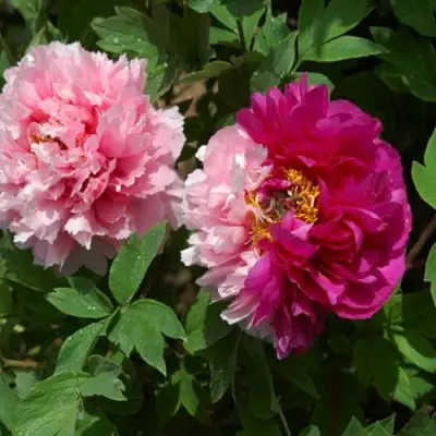 Пион ДВЕ СЕСТРЫ древовидный в Кобрине