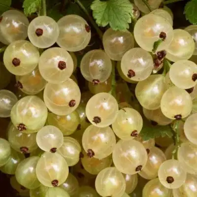 Смородина белая СМОЛЬЯНИНОВСКАЯ в Кобрине