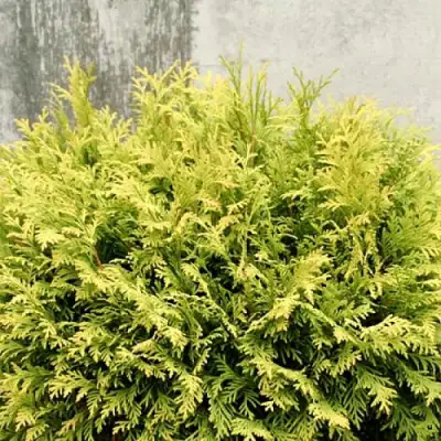 Туя ГОЛДЕН ГЛОБ западная в Кобрине