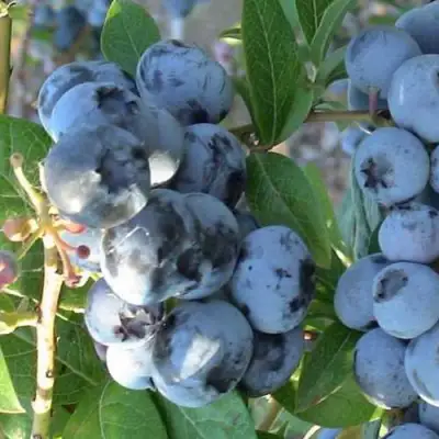 Голубика НОРТЛАНД в Кобрине