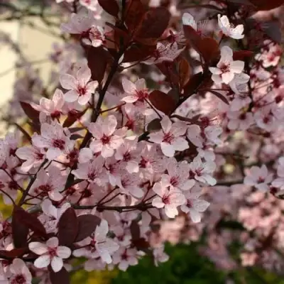 Слива НИГРА растопыреная в Кобрине