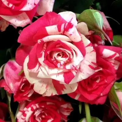 Роза ФАЙЕР ВОРКС миниатюрная в Кобрине