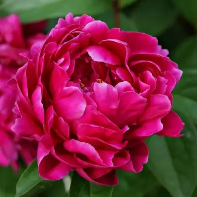 Пион ЛУИ ВАН-ГУТТ травянистый в Кобрине