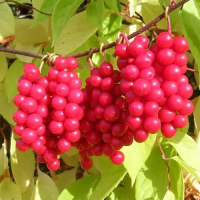 Лимонник ПЕРВЕНЕЦ китайский в Кобрине