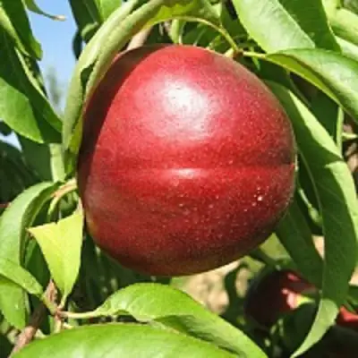 Нектарин ФАНТАЗИЯ в Кобрине