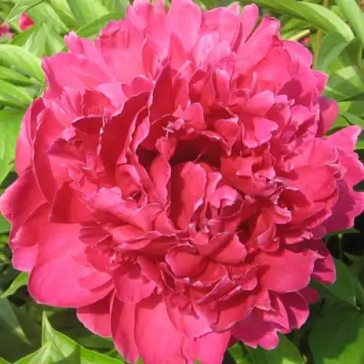 Пион ПУРПУРНЫЙ ФЕНИКС травянистый в Кобрине