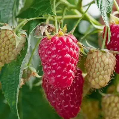 Малина МАРАСТАР в Кобрине