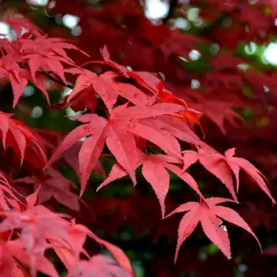 Клен гиннала  в Кобрине