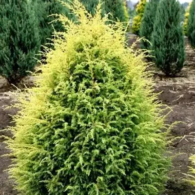 Можжевельник ГОЛД КОН обыкновенный в Кобрине