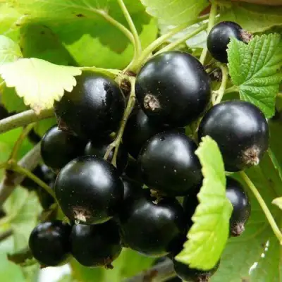 Смородина чёрная ГЕРКУЛЕС в Кобрине