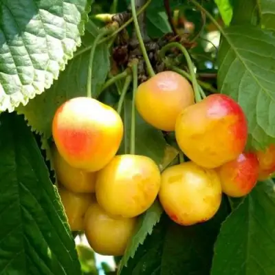 Черешня ЯНТАРНАЯ в Кобрине