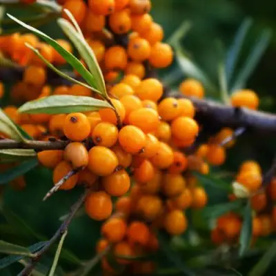 Облепиха МОСКОВСКАЯ ПРОЗРАЧНАЯ в Кобрине