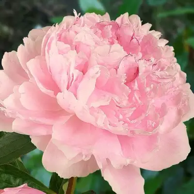 Пион САРА БЕРНАРД травянистый в Кобрине