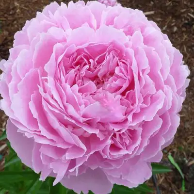 Пион ДЖАКОРМА травянистый в Кобрине