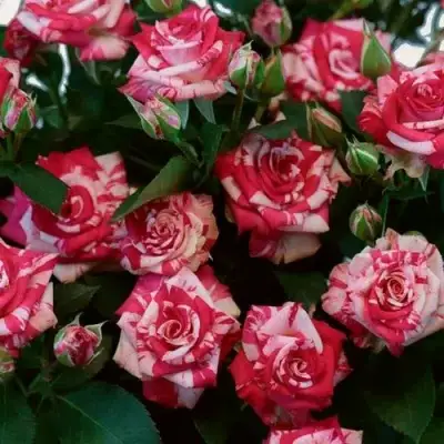 Роза ФАЙЕР ВОРКС миниатюрная в Кобрине