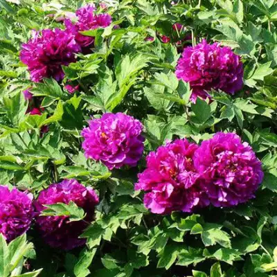 Пион ОРНАМЕНТ древовидный в Кобрине