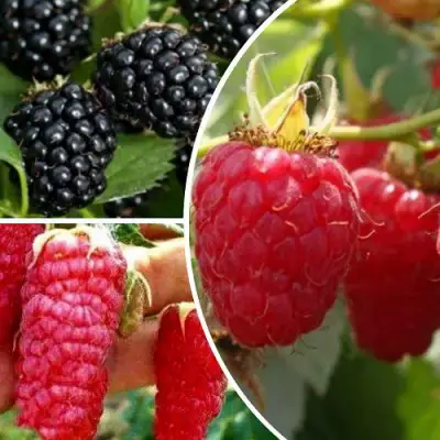 Комплект ЯГОДНЫЙ МИКС в Кобрине