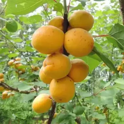 Абрикос ДЕСЕРТНЫЙ ГОЛУБЕВА в Кобрине