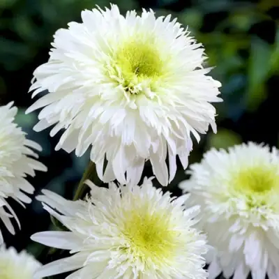 Нивяник ФИОНА ГОГХИЛЛ великолепный в Кобрине