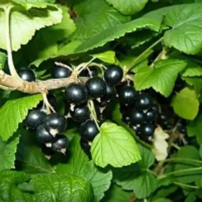 Смородина чёрная ВЕЛОЙ (ЛЕНИНГРАДСКАЯ СЛАДКАЯ) в Кобрине