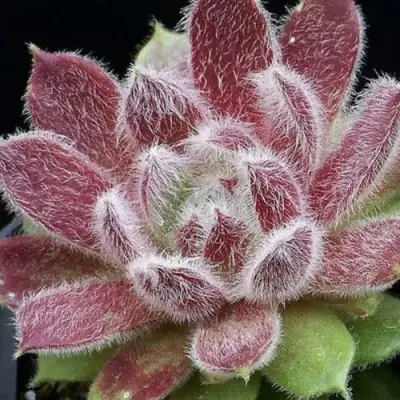 Молодило ТАРАНТУЛА в Кобрине