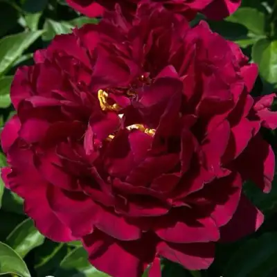 Пион ОЛД ФЕЙТФУЛ травянистый в Кобрине