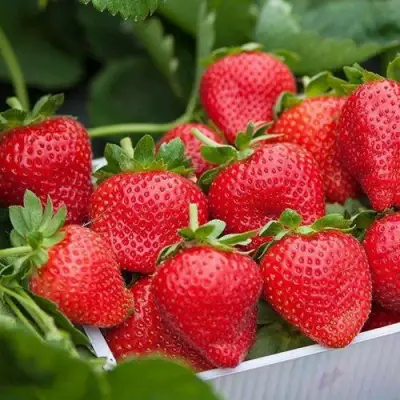 Клубника ЭЛИАНЕ в Кобрине