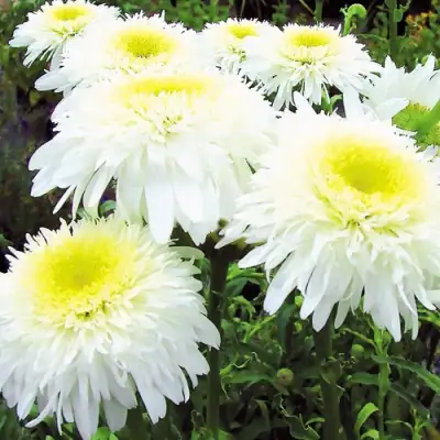 Нивяник ФИОНА ГОГХИЛЛ великолепный в Кобрине