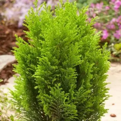 Кипарисовик ЭЛВУДИ ГОЛД лавсона в Кобрине