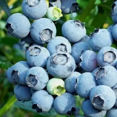 Голубика ПУРУ в Кобрине