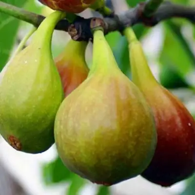 Инжир ДАЛМАТСКИЙ в Кобрине