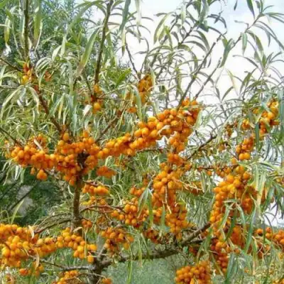 Облепиха ДАР МГУ в Кобрине