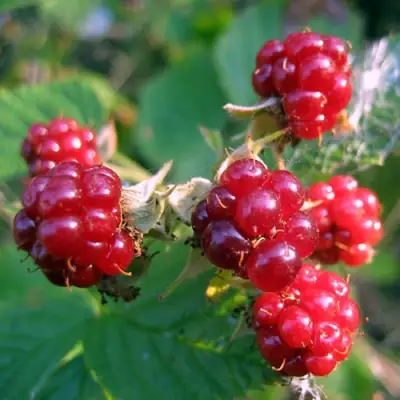 Княженика АСТРА в Кобрине