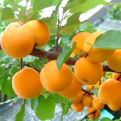 Абрикос ОРИГИНАЛ в Кобрине