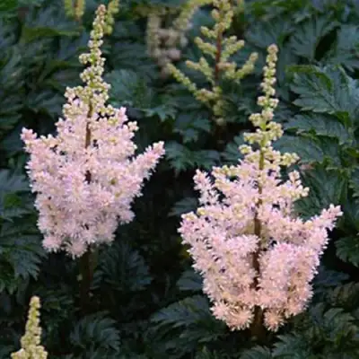 Астильба ЛИЛИПУТ курчавая в Кобрине