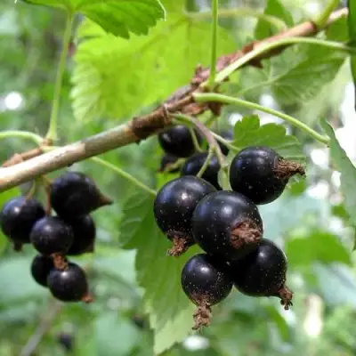 Смородина чёрная ШАРОВИДНАЯ в Кобрине