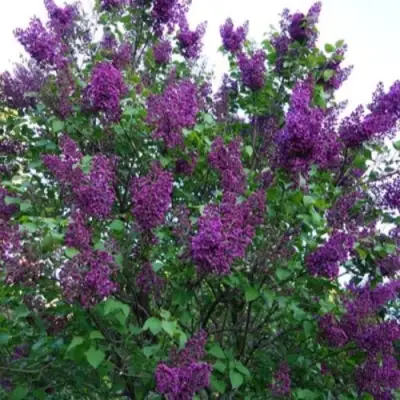 Сирень СУМЕРКИ в Кобрине