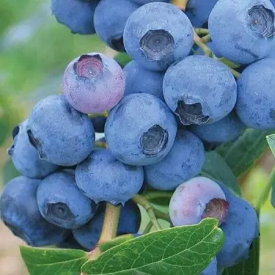 Голубика ЭРЛИБЛЮ в Кобрине