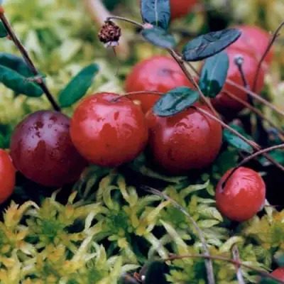 Клюква МАК ФАРЛИН в Кобрине